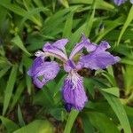 Iris tectorum Çiçek