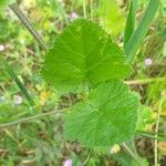 Erodium aethiopicum पत्ता