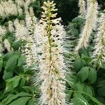 Aesculus parviflora Flower