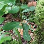 Euphorbia dulcis Hoja