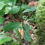 Euphorbia dulcis Leaf