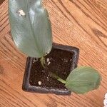 Philodendron hastatum Hoja