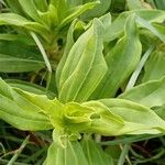 Saponaria officinalis Fuelha