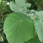 Macaranga triloba Hoja
