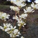 Filipendula vulgarisFlor