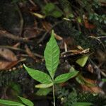 Allophylus borbonicus Leaf