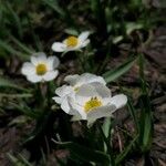 Ranunculus amplexicaulis Flor