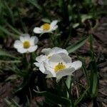 Ranunculus amplexicaulis Kvet