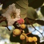 Piliostigma thonningii Fruit