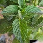 Mentha x piperita Fuelha