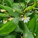 Scaevola taccada പുഷ്പം