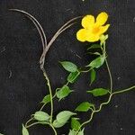 Mandevilla funiformis Hoja