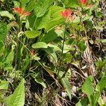 Castilleja coccinea Habit