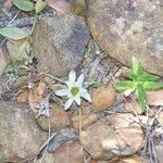 Filago asterisciflora Flower