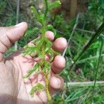 Lycopodiella cernua 葉