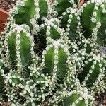 Acanthocereus tetragonus Leaf