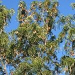 Pterocarpus angolensis Hábito