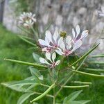 Cleome serrata