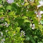 Symphyotrichum cordifolium 葉