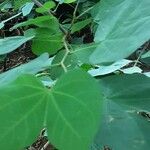 Bauhinia tomentosa 葉