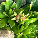 Androsace ciliata Fula