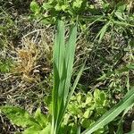 Digitaria sanguinalis Лист