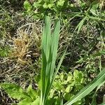 Digitaria sanguinalis Levél