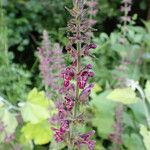 Stachys sylvaticaFlower