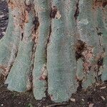 Vachellia xanthophloea Casca