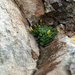 Linum arboreum Συνήθη χαρακτηριστικά