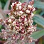 Sorghum bicolor Frutto