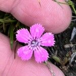 Dianthus glacialis Λουλούδι