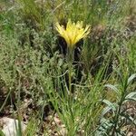 Scorzonera aristata Flower