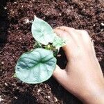 Alocasia baginda Лист