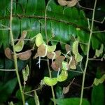 Desmodium axillare その他の提案