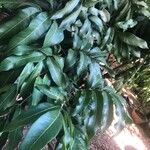 Dimocarpus longan Blatt