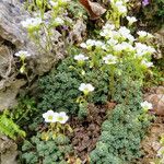 Saxifraga caesia Libunga