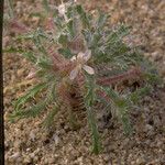 Loeseliastrum schottii Habit