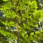 Polystichum luctuosum Other