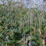 Oloptum miliaceum 花
