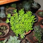 Sedum × rubrotinctum Folio