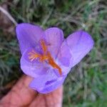 Crocus nudiflorus 花