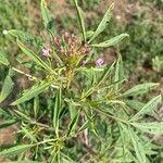 Cleomella serrulata Flower