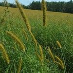 Setaria parviflora Folha