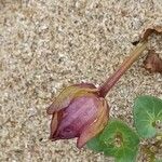 Calystegia soldanella Ffrwyth