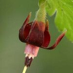 Ribes roezlii Flower