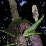 Monstera glaucescens Bark