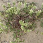 Stachys maritima Arall