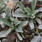 Antennaria dioica 叶