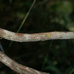 Erica arborescens Kora